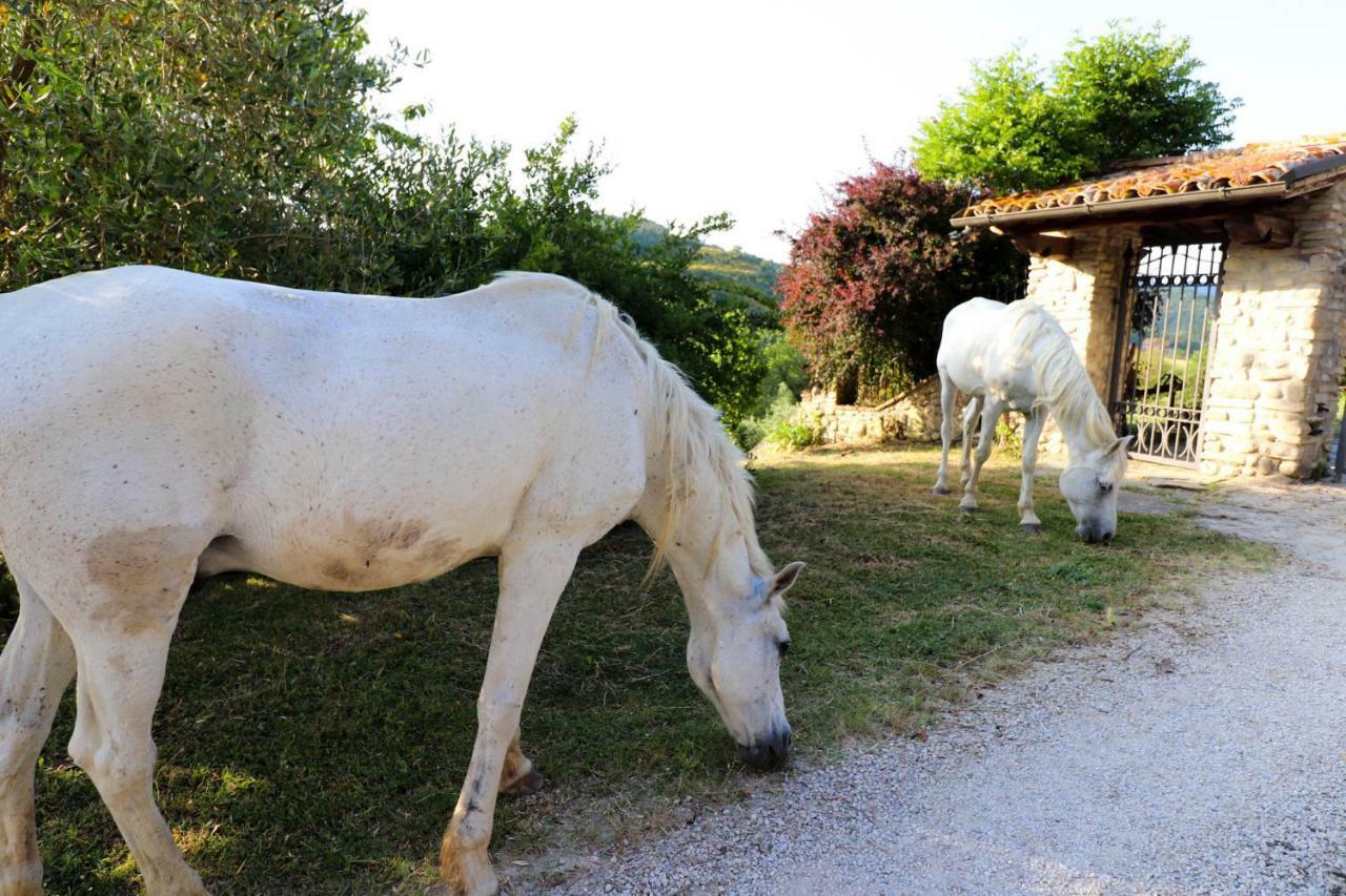 Agriturismo La Tana Città di Castello Eksteriør billede